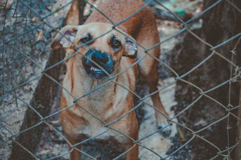 dog beside chain link wall